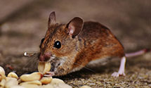 24 Hour & Emergency Exterminators in Pierce College, CA